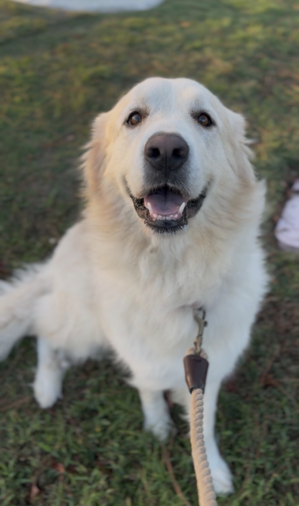 Suki